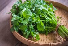 Coriander Leaves: हरे धनिया के पत्ते के ये 5 फायदे नहीं जानते होंगे आप, हैं बहुत फायदेमंद