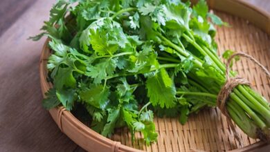Coriander Leaves: हरे धनिया के पत्ते के ये 5 फायदे नहीं जानते होंगे आप, हैं बहुत फायदेमंद