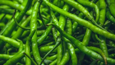 Green Chili: मेटाबॉलिज्म को करना है बेहतर, जरूर खाएं हरी मिर्च