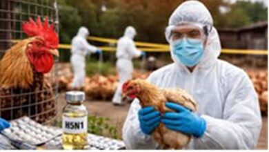 H5N1 Outbreak: अब इस शहर में बर्ड फ्लू का प्रकोप, जानिए ये कितना खतरनाक और किन्हें जोखिम ज्यादा