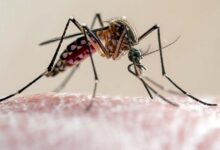 Malaria Day: नवजात के लिए पहली बार मलेरिया की खास दवा को मिली मंजूरी!