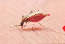 Malaria: मलेरिया का बखुार कैसे होता है? जानिए इसके सबसे पहले दिखने वाले लक्षणों के बारे में
