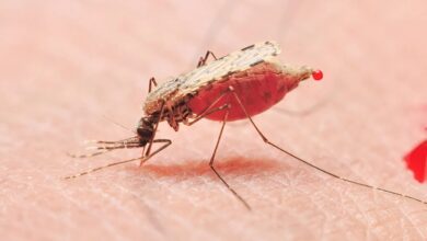 Malaria: मलेरिया का बखुार कैसे होता है? जानिए इसके सबसे पहले दिखने वाले लक्षणों के बारे में