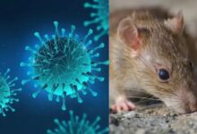 Hantavirus Alert: घर-दुकानों में चूहे हैं तो क्या इनसे भी हो सकता है हंतावायरस संक्रमण? जान लीजिए