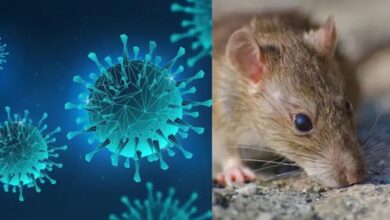 Hantavirus Alert: घर-दुकानों में चूहे हैं तो क्या इनसे भी हो सकता है हंतावायरस संक्रमण? जान लीजिए
