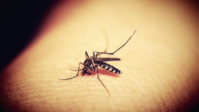 Itching Relief: मच्छरों के काटने से हो रही है खुजली? जानिए कैसे तुरंत पाएं राहत