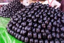 Berries: गर्मियों में क्यों खाना चाहिए जामुन, जान लें इसके क्या फायदे होते हैं?