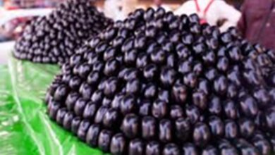Berries: गर्मियों में क्यों खाना चाहिए जामुन, जान लें इसके क्या फायदे होते हैं?