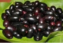 Jamun: अमृत फल है जामुन, जानें इसके फायदे और किन बीमारियों में ज़रूर करना चाहिए सेवन?