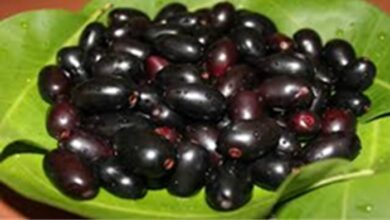 Jamun: अमृत फल है जामुन, जानें इसके फायदे और किन बीमारियों में ज़रूर करना चाहिए सेवन?