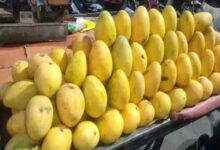 Mangoes: सावधान! मार्केट में बिक रहा सड़े और कीड़ों वाले आम का जूस!