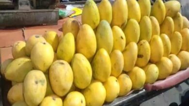 Mangoes: सावधान! मार्केट में बिक रहा सड़े और कीड़ों वाले आम का जूस!