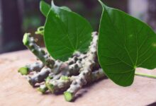 Giloy Benefits: गिलोय के हैं कई जबरदस्त फायदे, आप भी जानिए इन्हें