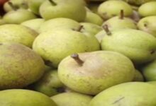 Health Tip: इस फल का कर लें सेवन, शरीर को मिलेंगे कई फायदे