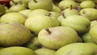 Health Tip: इस फल का कर लें सेवन, शरीर को मिलेंगे कई फायदे