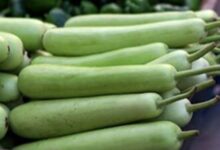Healthy Eating: सिर्फ लौकी ही नहीं, उसके बीज भी हैं काम के! फायदे मिलेंगे कमाल के!