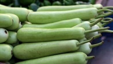 Healthy Eating: सिर्फ लौकी ही नहीं, उसके बीज भी हैं काम के! फायदे मिलेंगे कमाल के!